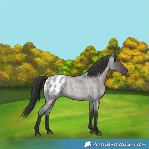 Horse Color:Grullo Roan Sabino Appaloosa 