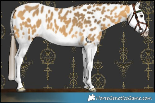Horse Color:Buckskin Splash Appaloosa 