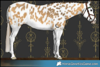 Horse Color:Buckskin Splash Near Leopard
