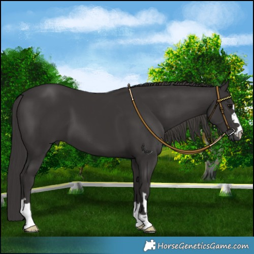 Horse Color:Smoky Black 
