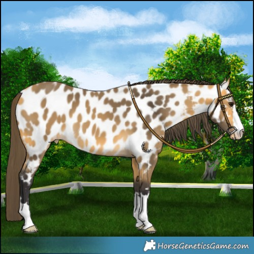 Horse Color:Buckskin Appaloosa 