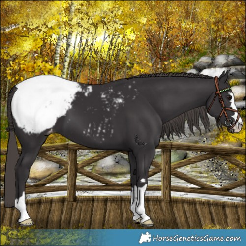 Horse Color:Smoky Black Snowcap 