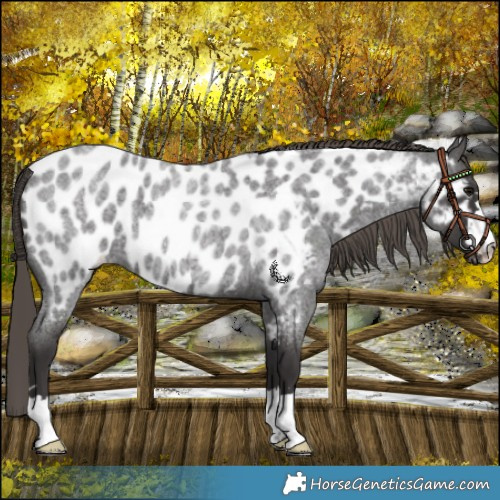 Horse Color:Smoky Blue Roan Near Leopard 