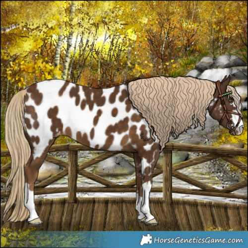 Horse Color:Chocolate Palomino Appaloosa 