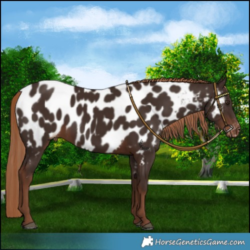 Horse Color:Liver Chestnut Near Leopard 