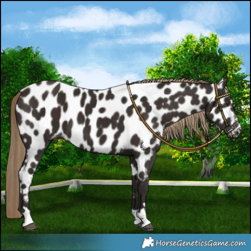 Horse Color:Liver Chestnut Near Leopard