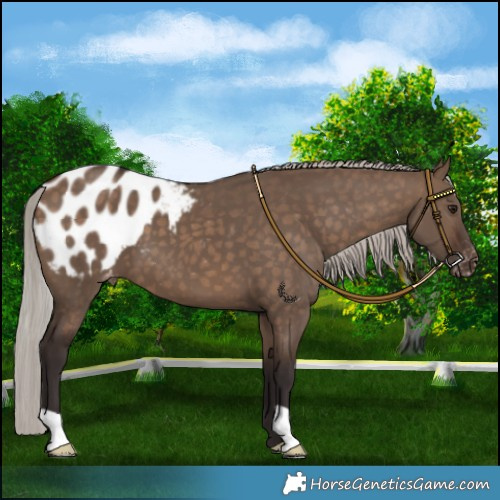 Horse Color:Silver Brown Dun Appaloosa 