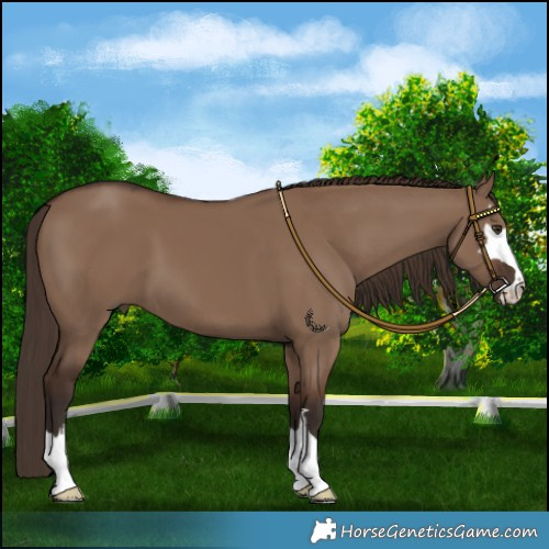 Horse Color:Liver Red Dun 