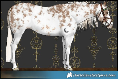 Horse Color:Chocolate Palomino Sabino 