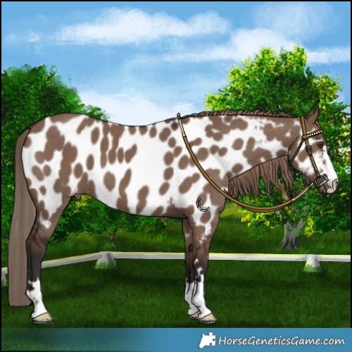 Horse Color:Liver Red Dun Near Leopard 