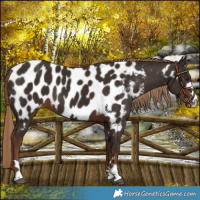 Horse Color:Liver Chestnut Near Leopard 