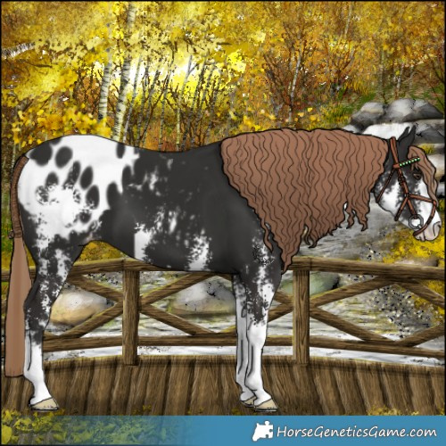 Horse Color:Liver Chestnut Sabino Blanket 