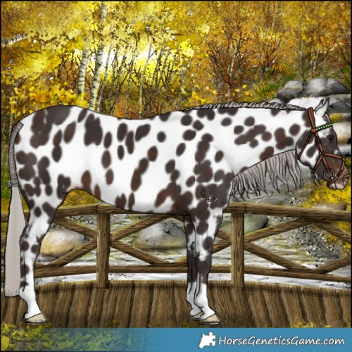 Horse Color:Silver Brown Near Leopard