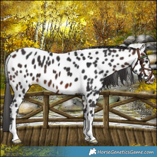 Horse Color:Brown Near Leopard 