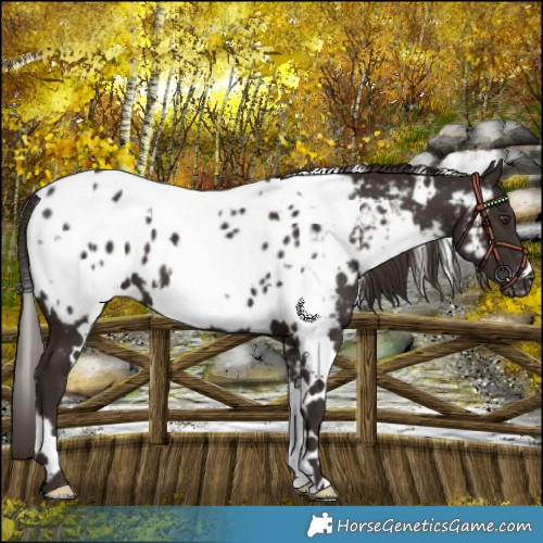 Horse Color:White Spotted Liver Chestnut Near Leopard 