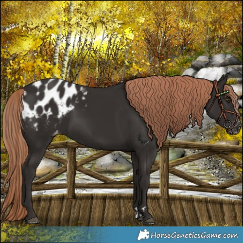 Horse Color:Liver Chestnut Blanket 