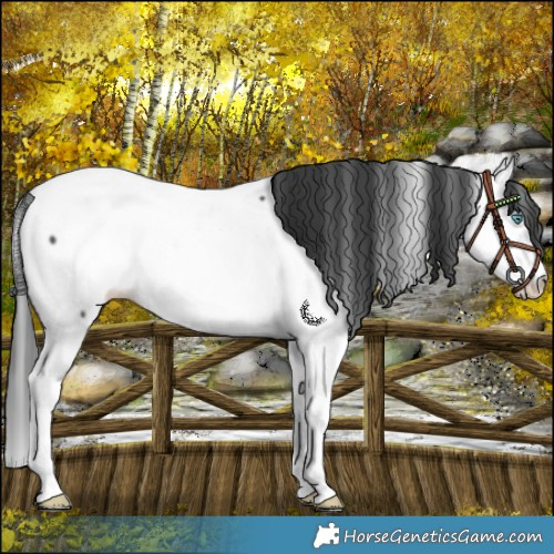 Horse Color:Black Splash Fewspot