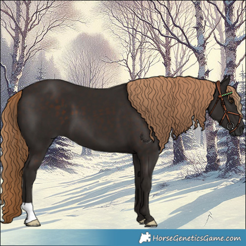 Horse Color:Liver Chestnut 