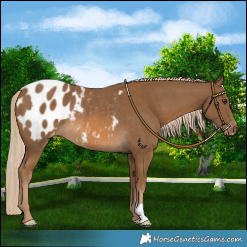 Horse Color:Chocolate Palomino Blanket Rabicano