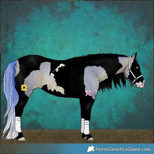 Horse Color:Watercolor Amber Champagne Splash Tobiano Varnish Rabicano
