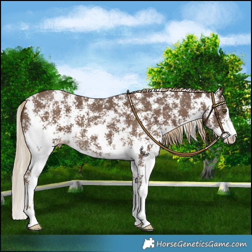 Horse Color:Chocolate Palomino Sabino Appaloosa 