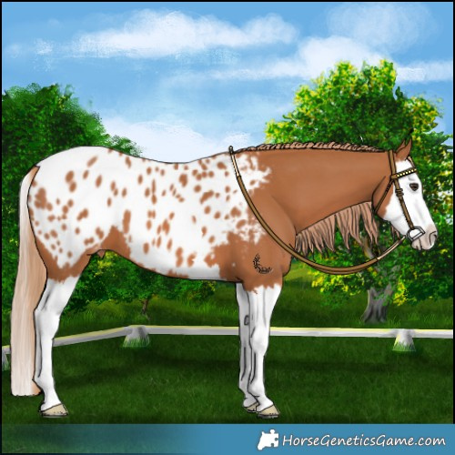 Horse Color:Chestnut Splash Appaloosa 