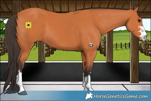 Horse Color:Bay 