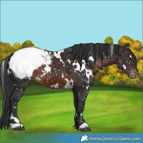 Horse Color:White Spotted Brown Appaloosa 