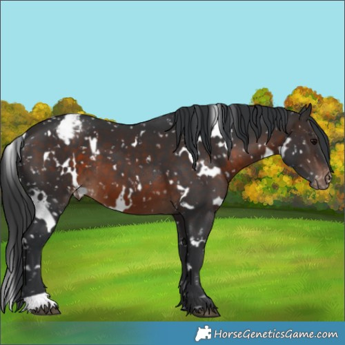 Horse Color:White Spotted Brown Appaloosa 