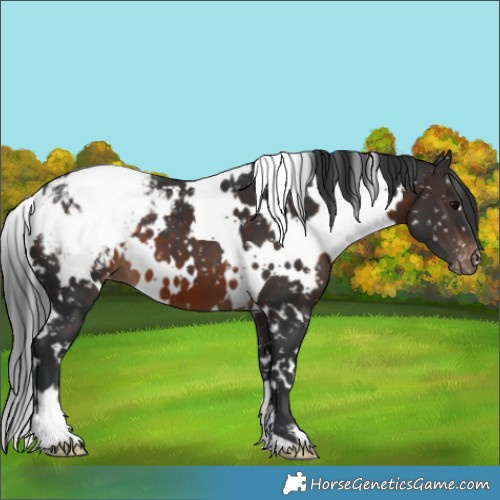 Horse Color:White Spotted Brown Appaloosa 