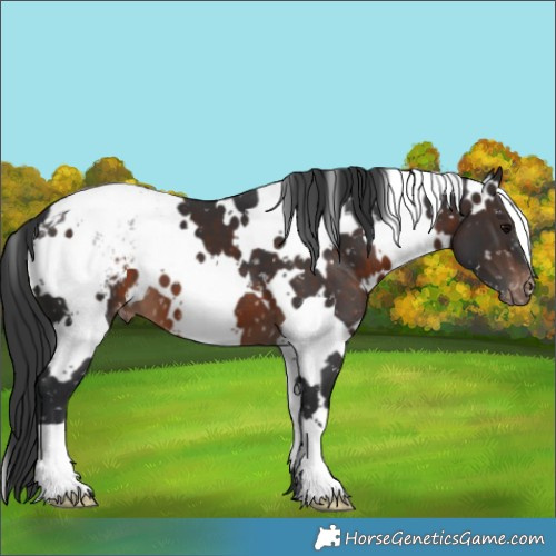 Horse Color:White Spotted Brown Appaloosa 