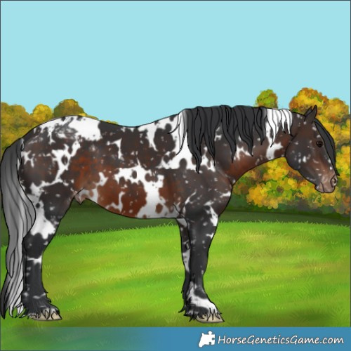 Horse Color:White Spotted Brown Appaloosa