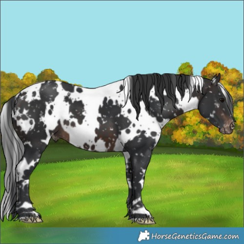 Horse Color:White Spotted Brown Appaloosa 