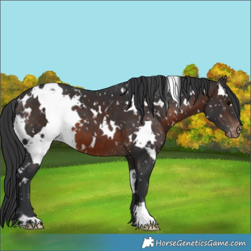 Horse Color:White Spotted Brown Appaloosa 