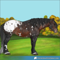 Horse Color:White Spotted Brown Blanket