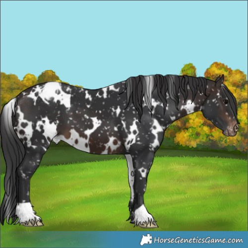 Horse Color:White Spotted Brown Appaloosa 