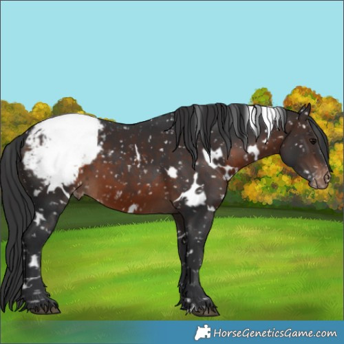 Horse Color:White Spotted Brown Appaloosa 