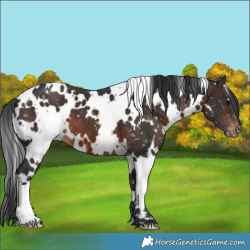 Horse Color:White Spotted Brown Appaloosa 