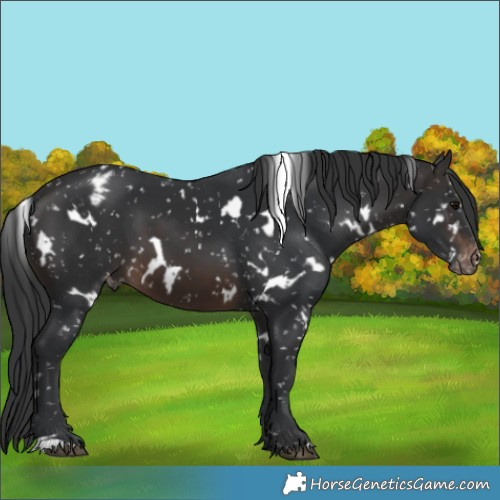 Horse Color:White Spotted Brown Appaloosa 