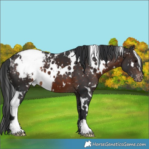 Horse Color:White Spotted Brown Appaloosa 