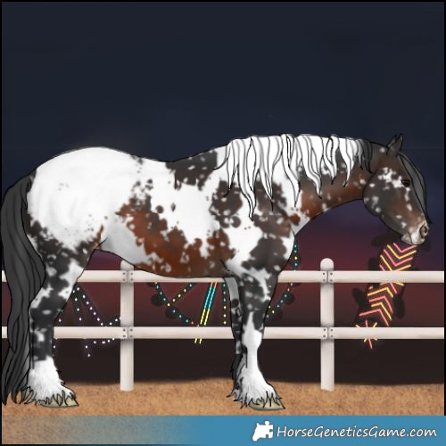 Horse Color:White Spotted Brown Snowcap 