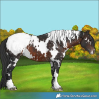 Horse Color:White Spotted Brown Snowcap