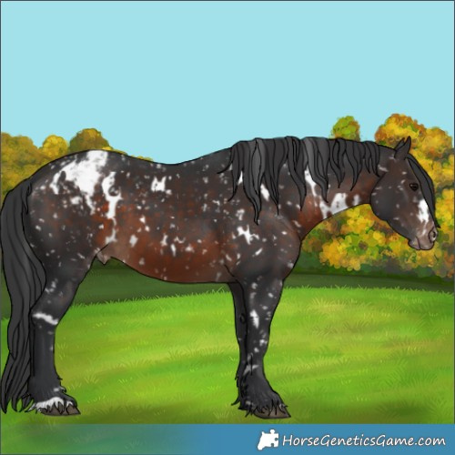 Horse Color:White Spotted Brown Appaloosa 