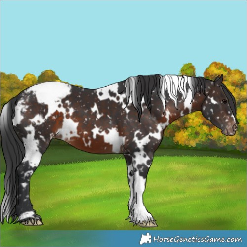 Horse Color:White Spotted Brown Appaloosa 