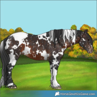 Horse Color:White Spotted Brown Snowcap