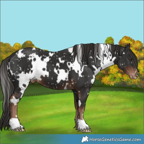 Horse Color:White Spotted Liver Chestnut Appaloosa