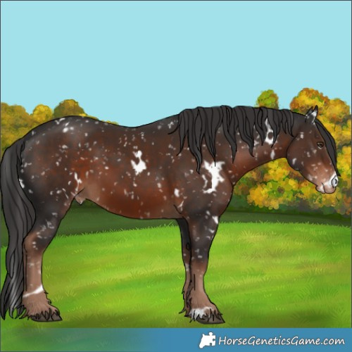 Horse Color:White Spotted Liver Chestnut Appaloosa 