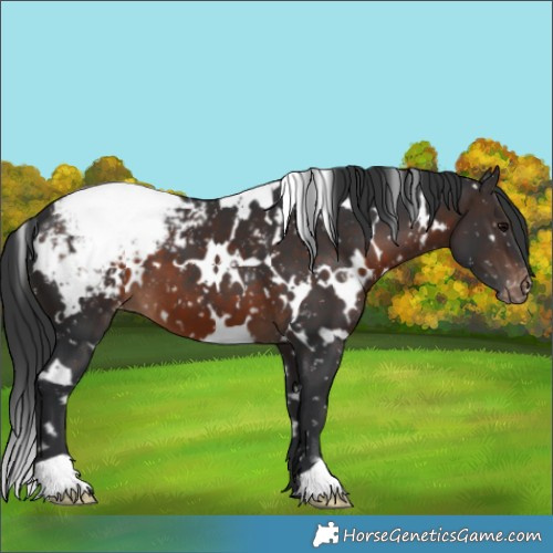 Horse Color:White Spotted Brown Appaloosa 