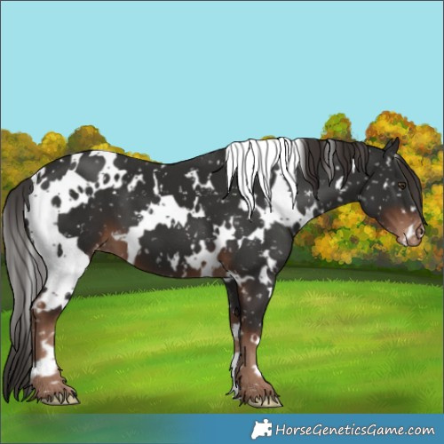 Horse Color:White Spotted Liver Chestnut Appaloosa 