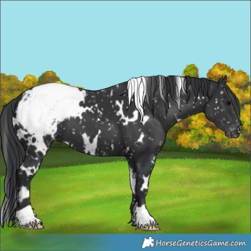 Horse Color:White Spotted Black Appaloosa 